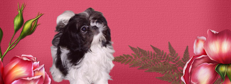 Rompin' Lil' Chinese Imperial Shih Tzu Studs